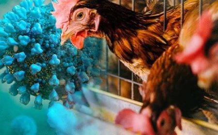 क्या हम फिर से किसी महामारी के बम के गोले पर बैठे हैं,मानो हटते ही ब्लास्ट हुआ ?और धरती लाशों से पट जायेगी! कोरोना से भी भयानक रूप धारण करेगी महामारी?