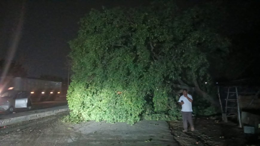 वाराणसी अखरी में सर्विस मार्ग पर गिरा शीशम का पेड़ यातायात बाधित वाहनों की लगी लम्बी कतार राहगीर हुए परेशान