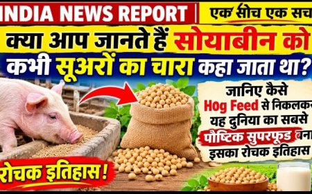 क्या सोयाबीन पहले सुअरों के लिए होता था? जानिए कैसे सूअरों का चारा बना इंसानों का सुपरफूड