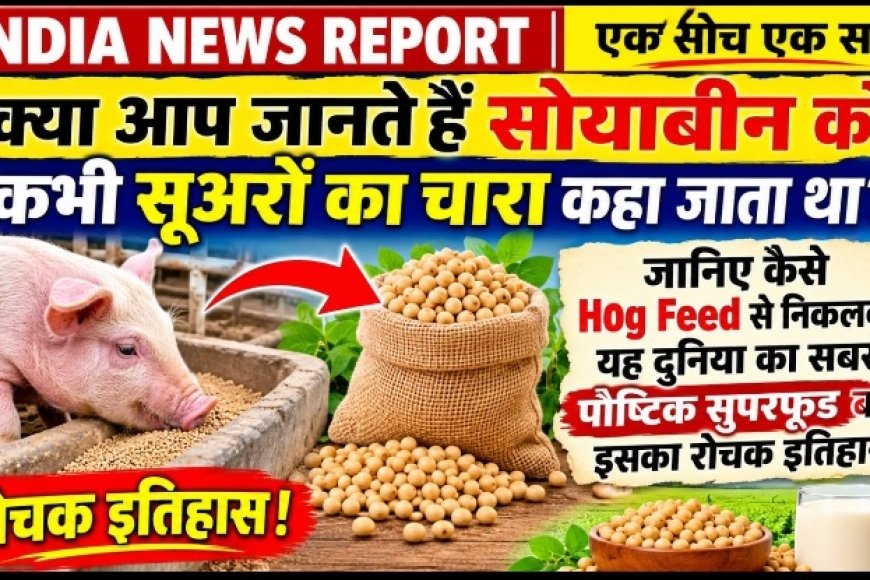 क्या सोयाबीन पहले सुअरों के लिए होता था? जानिए कैसे सूअरों का चारा बना इंसानों का सुपरफूड