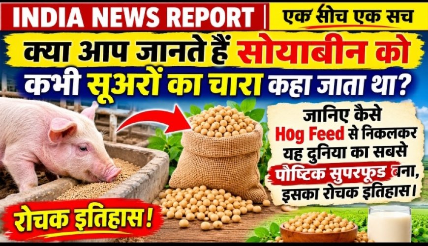 क्या सोयाबीन पहले सुअरों के लिए होता था? जानिए कैसे सूअरों का चारा बना इंसानों का सुपरफूड