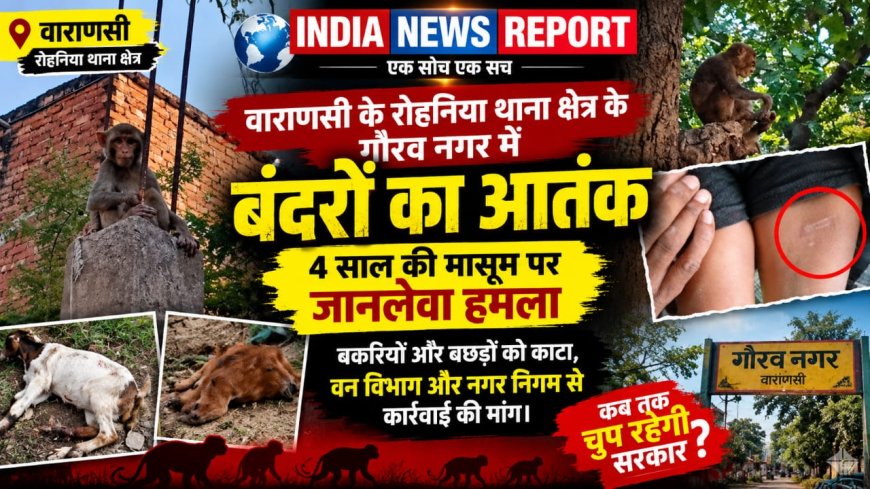 Varanasi में बंदरों का भयंकर आतंक: 4 साल की मासूम सुकन्या समेत कई मवेशियों को काटकर किया लहूलुहान, दहशत में गौरव नगर कॉलोनी