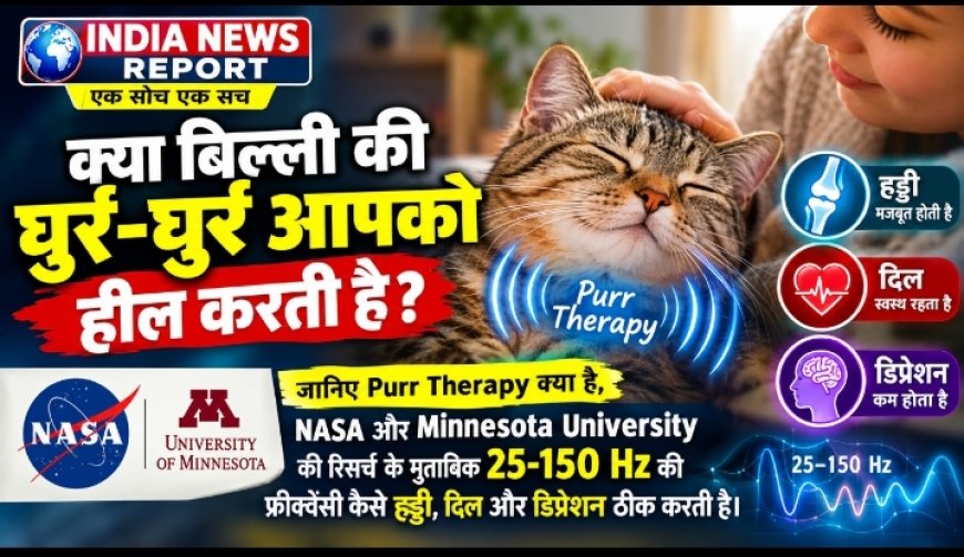 बिल्ली की घुर्र-घुर्र सिर्फ आवाज नहीं, कुदरती दवा है: साइंस ने माना हार्ट, हड्डी और डिप्रेशन तक ठीक करती है